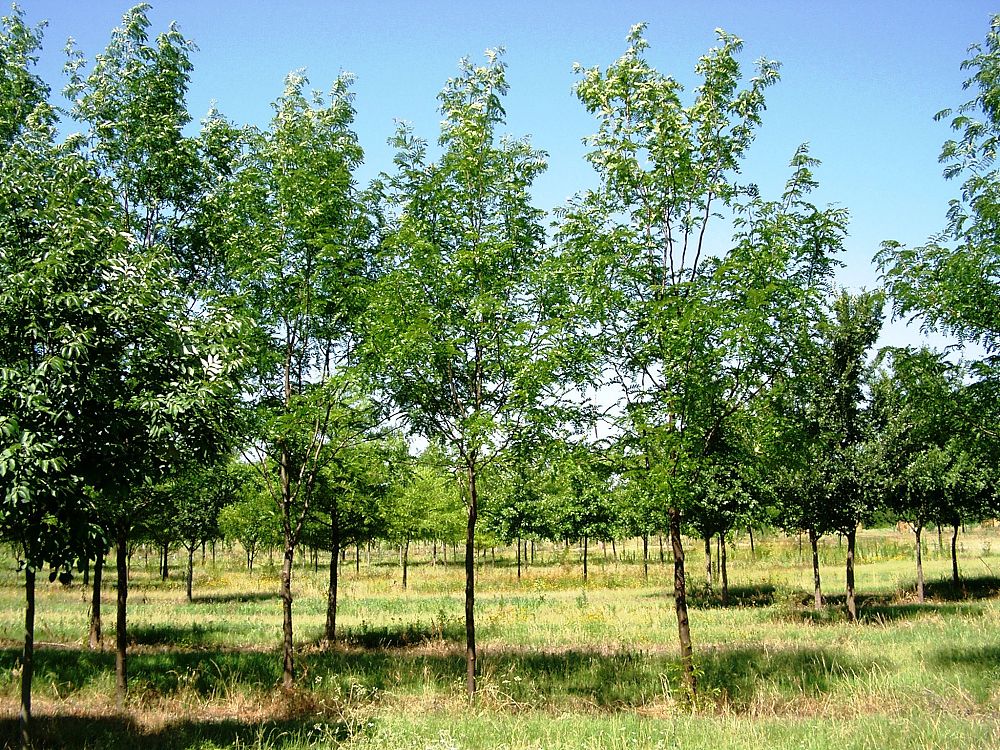 gleditsia-triacanthos-inermis-shademaster-honeylocust