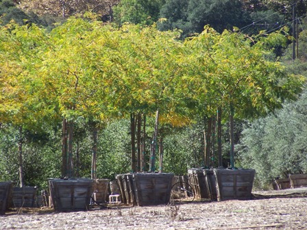 gleditsia-triacanthos-inermis-shademaster-honeylocust