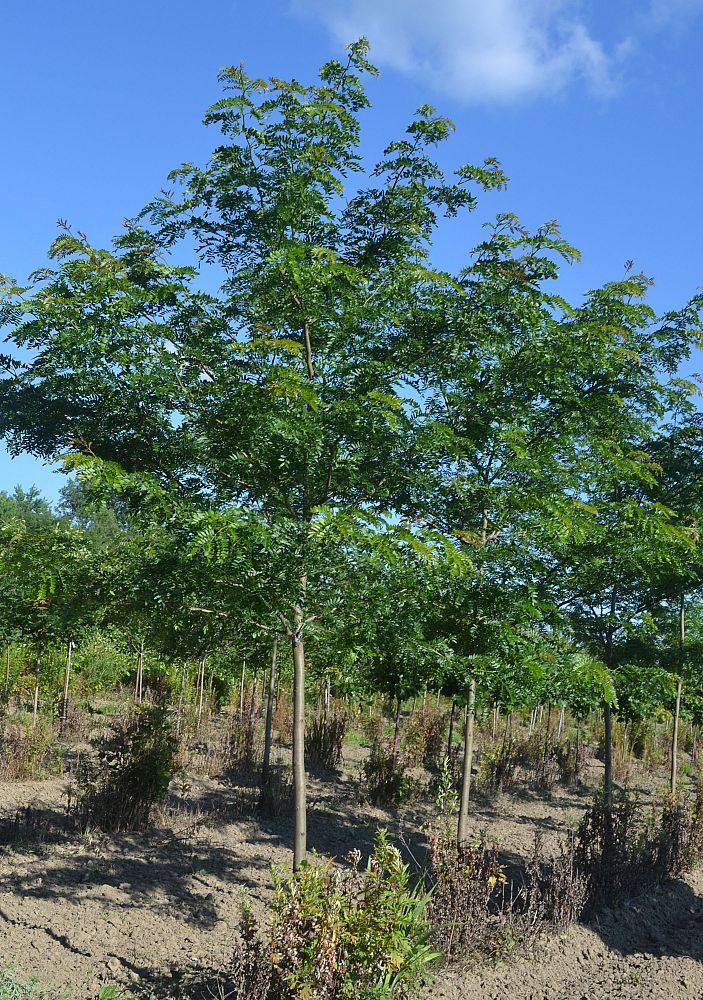 gleditsia-triacanthos-inermis-shademaster-honeylocust