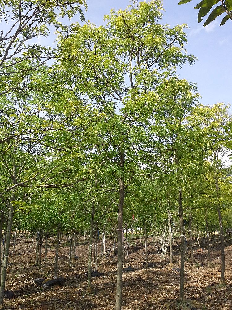 gleditsia-triacanthos-inermis-shademaster-honeylocust