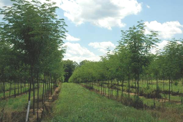gleditsia-triacanthos-inermis-shademaster-honeylocust
