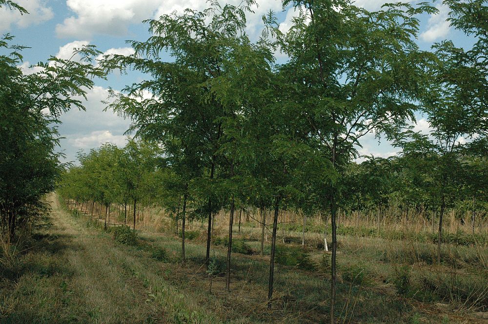 gleditsia-triacanthos-inermis-shademaster-honeylocust