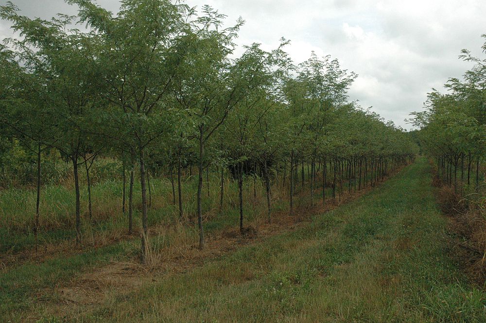 gleditsia-triacanthos-inermis-shademaster-honeylocust