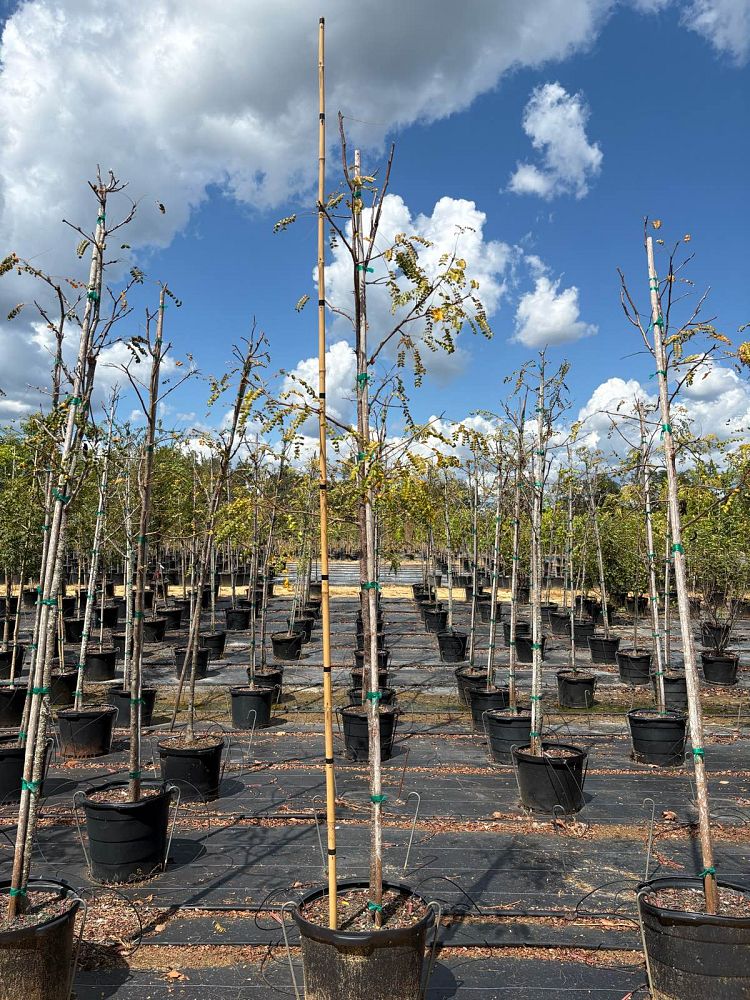 gleditsia-triacanthos-inermis-shademaster-honeylocust
