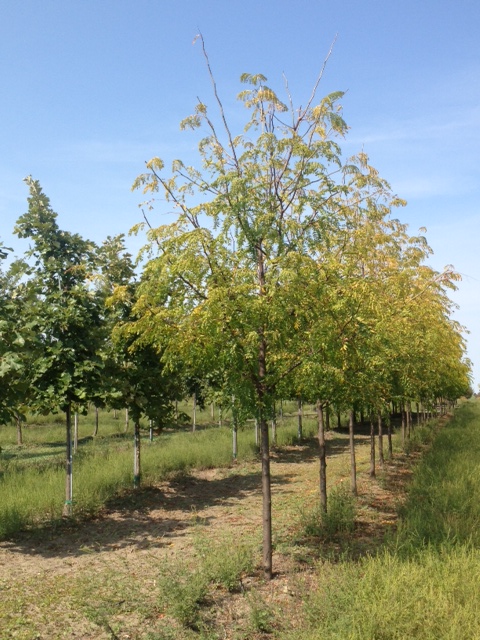 gleditsia-triacanthos-inermis-skycole-honeylocust-skyline