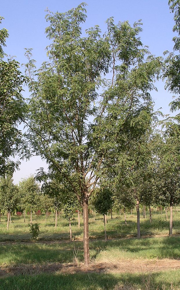 gleditsia-triacanthos-inermis-skycole-honeylocust-skyline