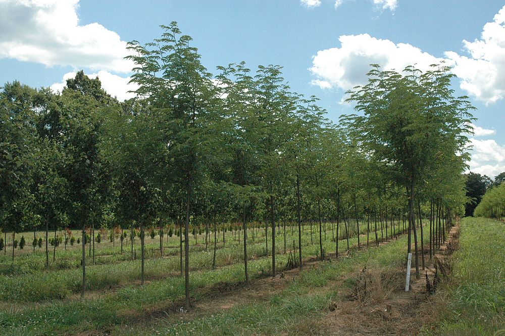 gleditsia-triacanthos-inermis-skycole-honeylocust-skyline