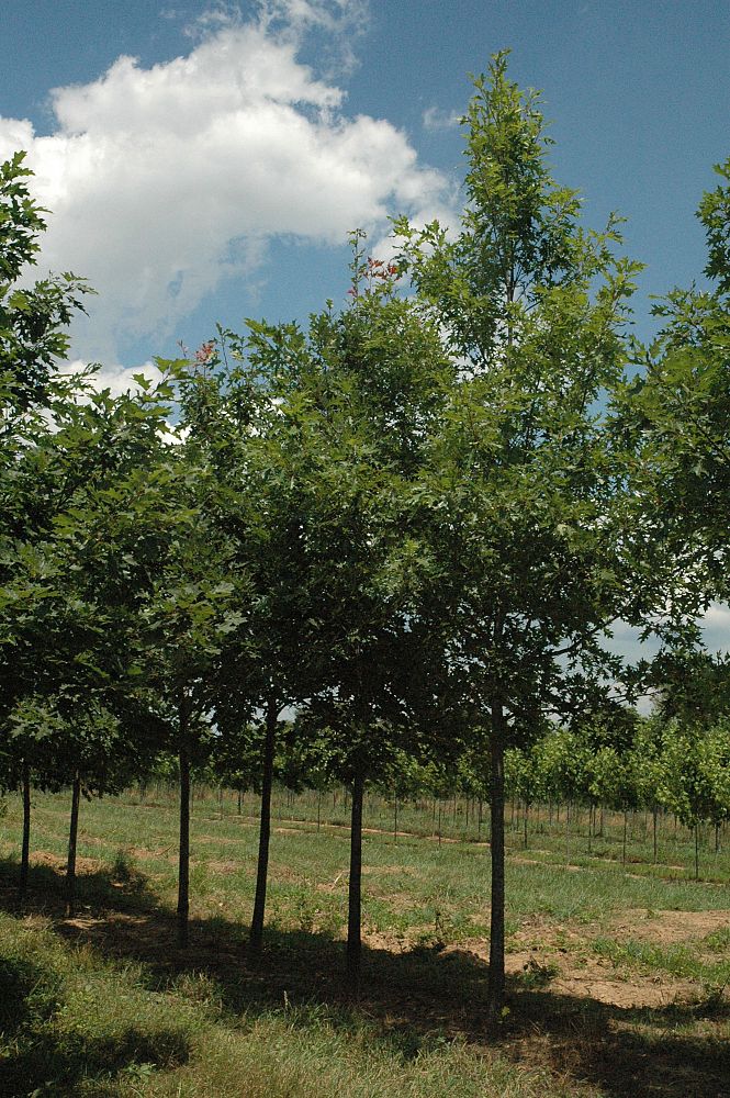 gleditsia-triacanthos-inermis-skycole-honeylocust-skyline