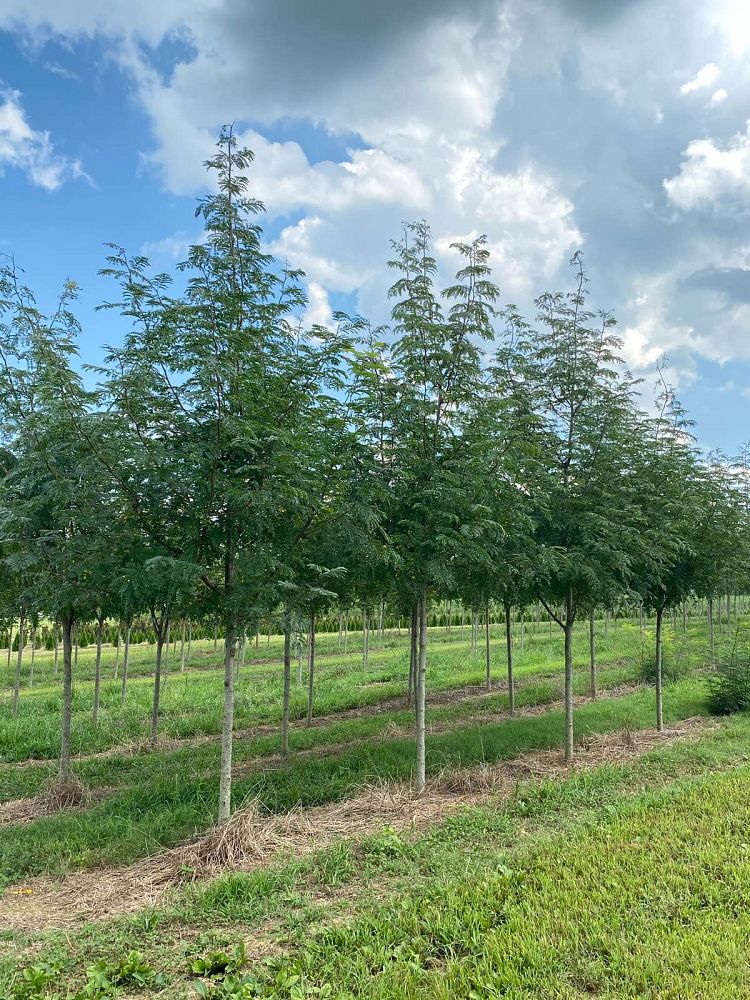 gleditsia-triacanthos-inermis-skycole-honeylocust-skyline