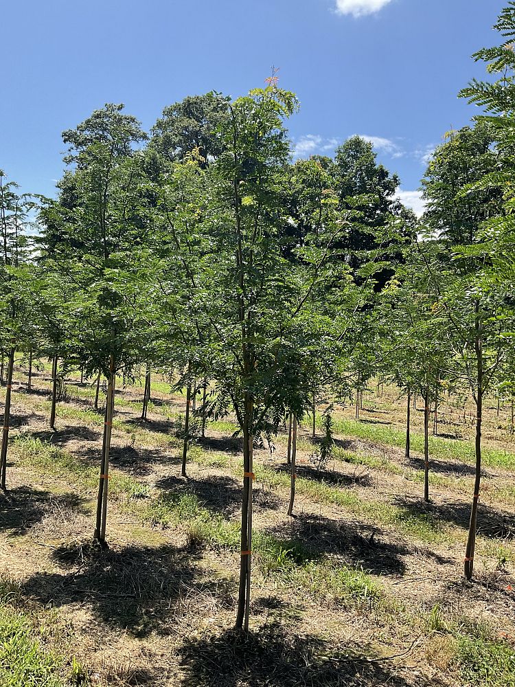 gleditsia-triacanthos-inermis-skycole-honeylocust-skyline