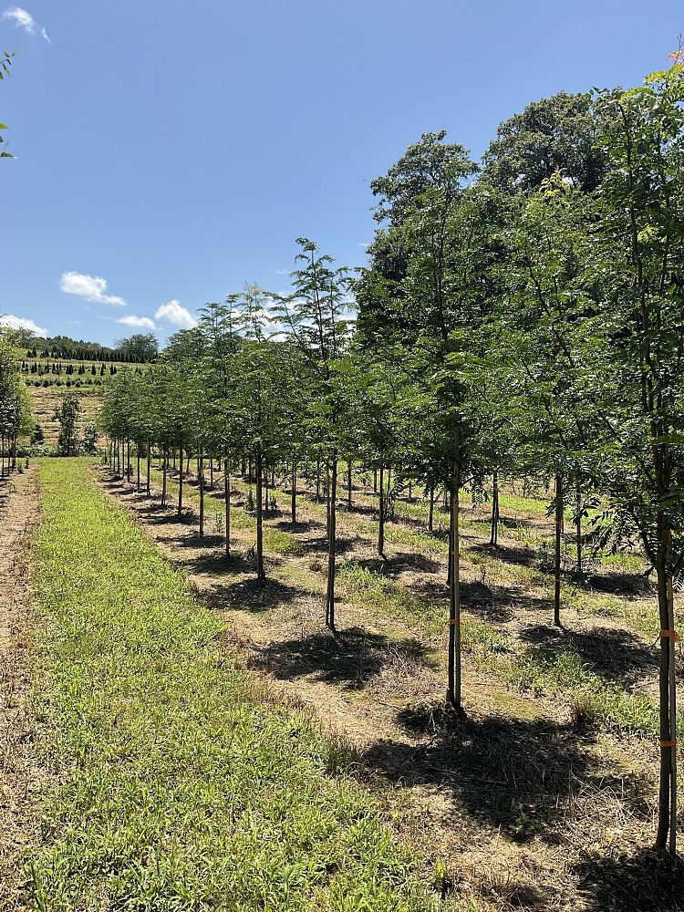 gleditsia-triacanthos-inermis-skycole-honeylocust-skyline