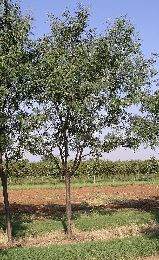 gleditsia-triacanthos-inermis-sunburst-honeylocust