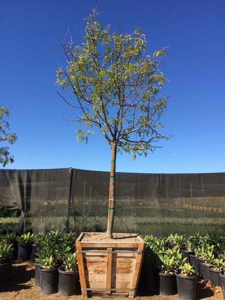 gleditsia-triacanthos-inermis-sunburst-honeylocust