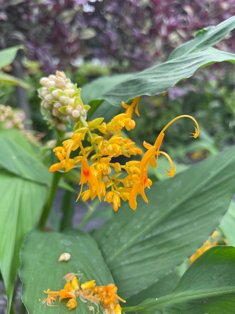 globba-schomburgkii-dancing-girl-ginger
