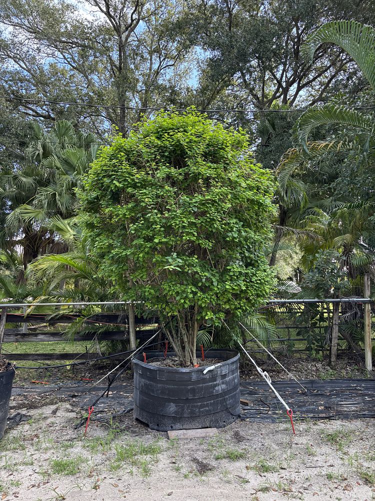 gmelina-philippensis-parrot-s-beak