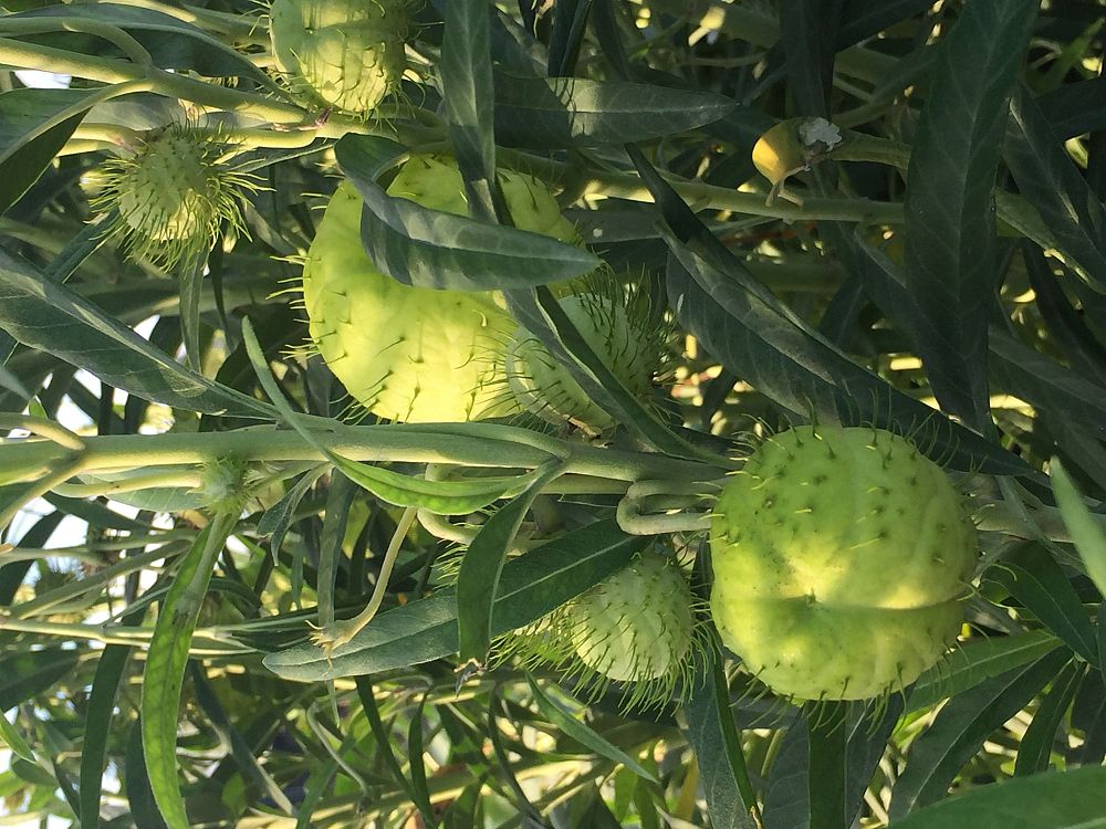 gomphocarpus-physocarpus-balloon-plant-cotton-bush-giant-swan-milkweed-hairy-balls-oscar-swan-plant