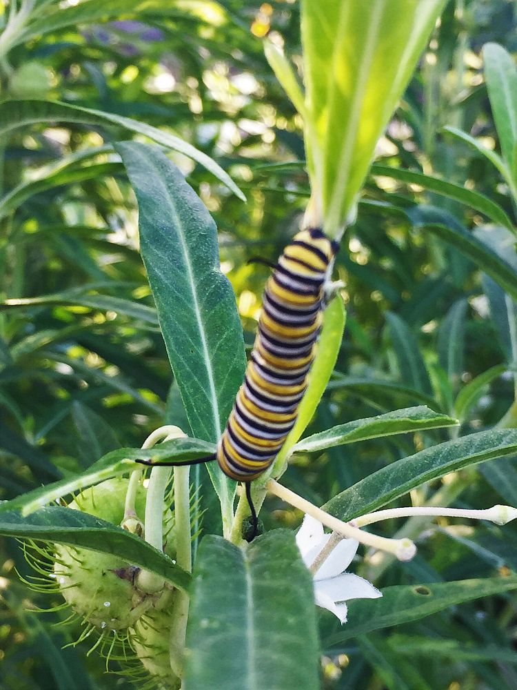 gomphocarpus-physocarpus-balloon-plant-cotton-bush-giant-swan-milkweed-hairy-balls-oscar-swan-plant