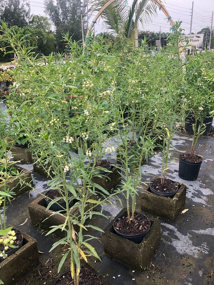 gomphocarpus-physocarpus-balloon-plant-cotton-bush-giant-swan-milkweed-hairy-balls-oscar-swan-plant