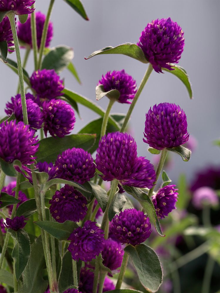 gomphrena-globosa-gnome-purple-gomphrena-globe-amaranth