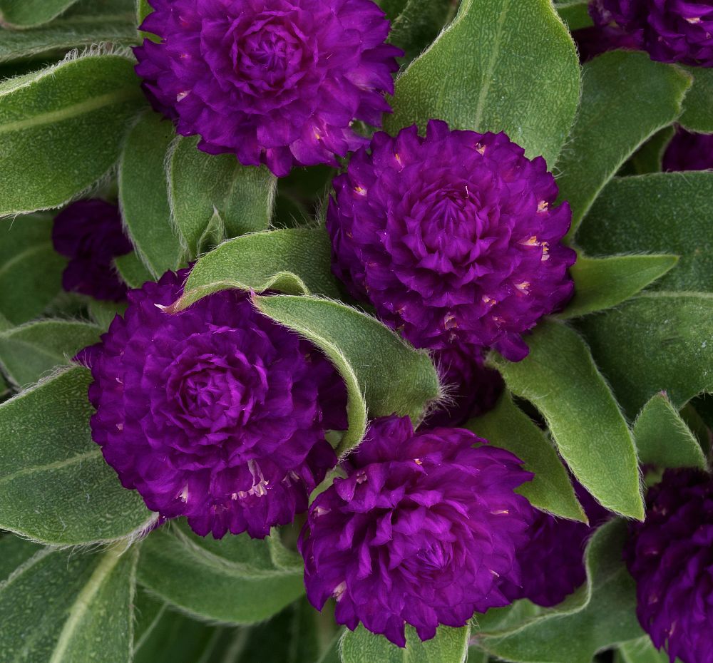 gomphrena-globosa-gnome-purple-gomphrena-globe-amaranth