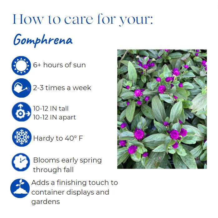gomphrena-globosa-purple-gomphrena-globe-amaranth