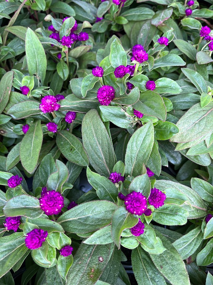 gomphrena-globosa-purple-gomphrena-globe-amaranth