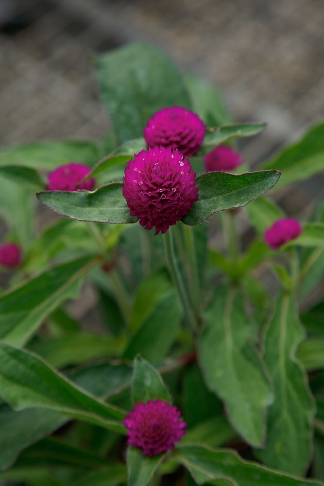 gomphrena-globosa-purple-gomphrena-globe-amaranth