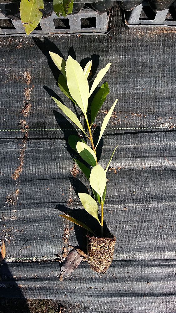 gordonia-lasianthus-loblolly-bay