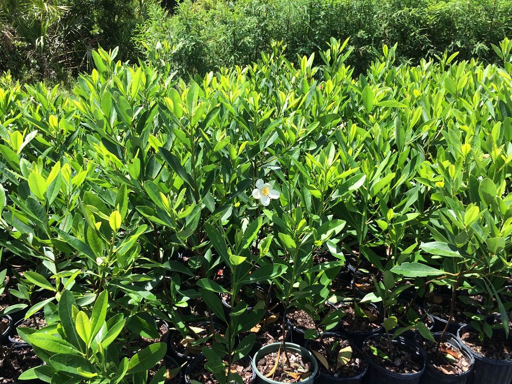 gordonia-lasianthus-loblolly-bay