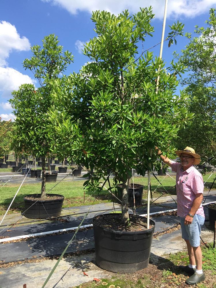 gordonia-lasianthus-loblolly-bay