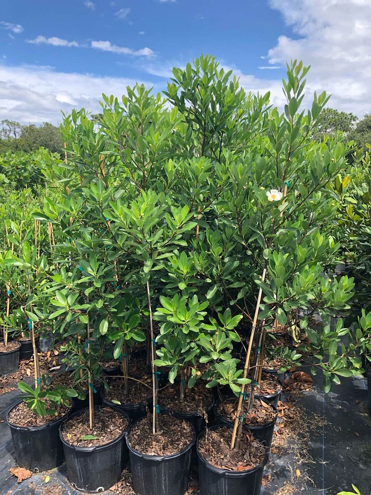 gordonia-lasianthus-loblolly-bay