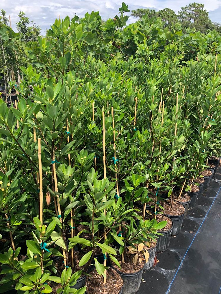 gordonia-lasianthus-loblolly-bay