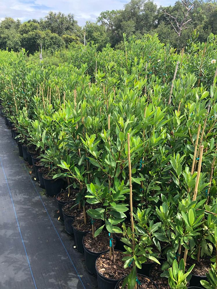 gordonia-lasianthus-loblolly-bay
