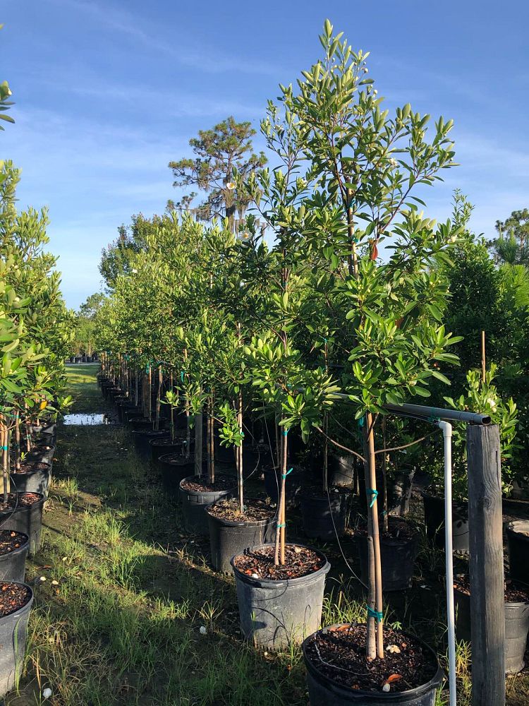 gordonia-lasianthus-loblolly-bay