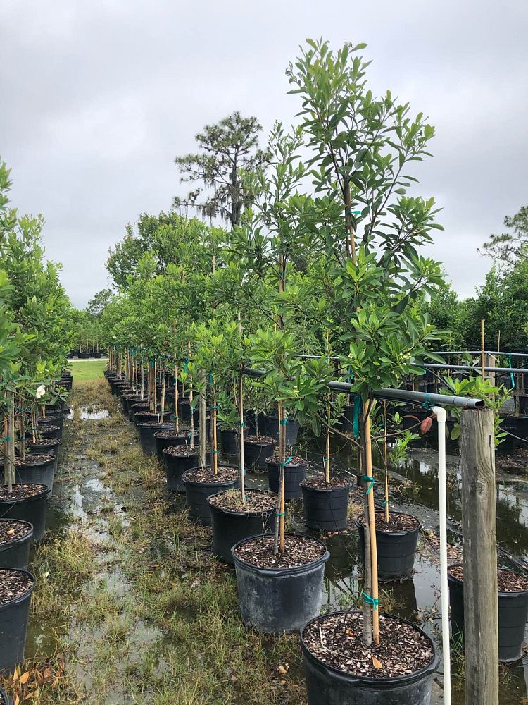 gordonia-lasianthus-loblolly-bay