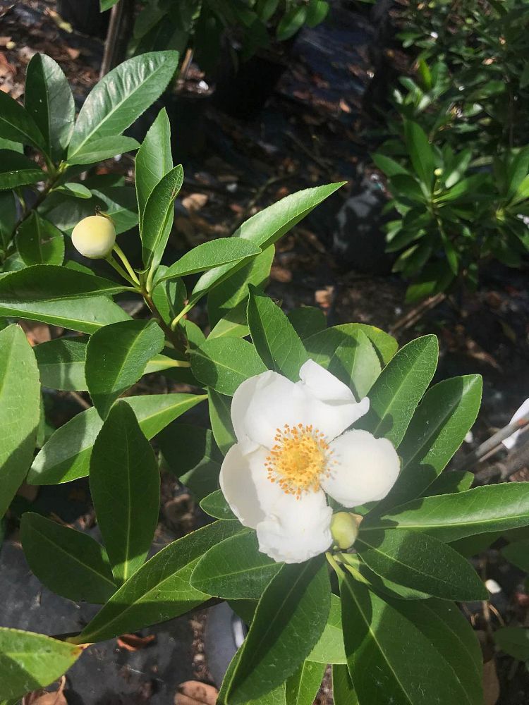 gordonia-lasianthus-loblolly-bay