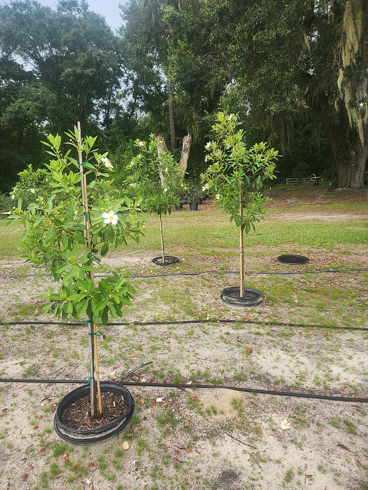 gordonia-lasianthus-loblolly-bay