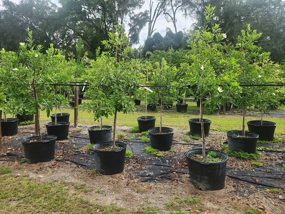 gordonia-lasianthus-loblolly-bay