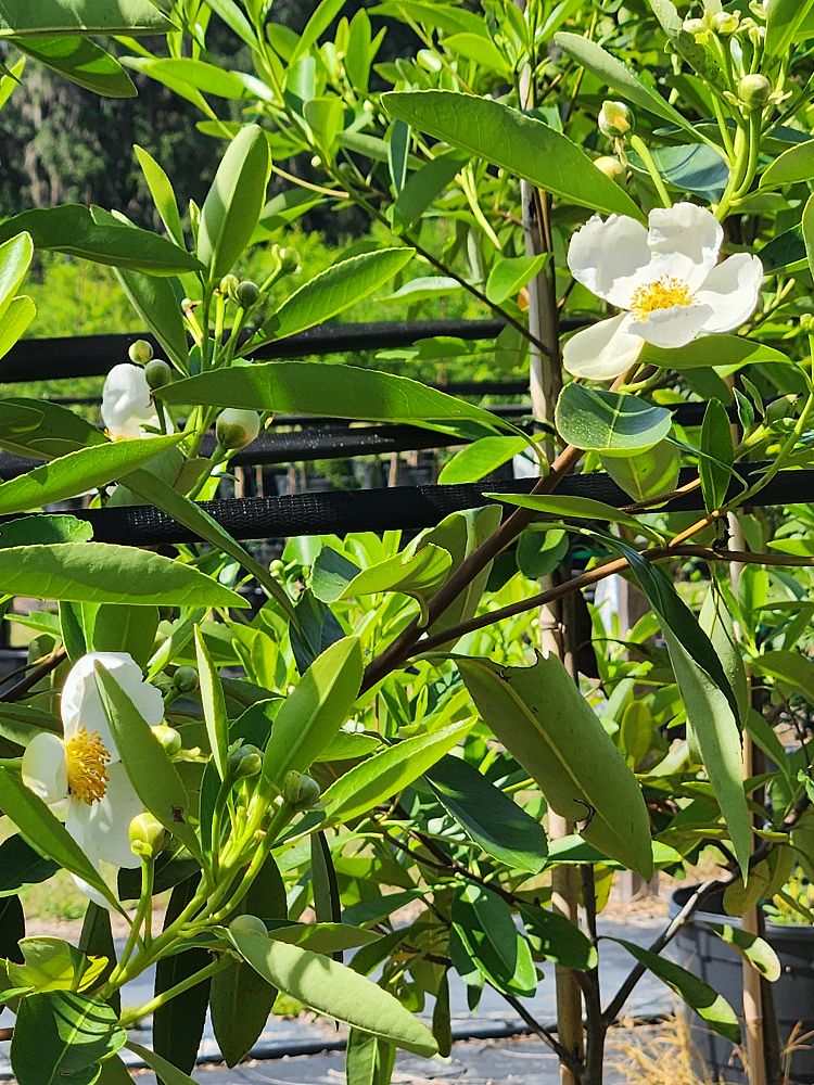gordonia-lasianthus-loblolly-bay