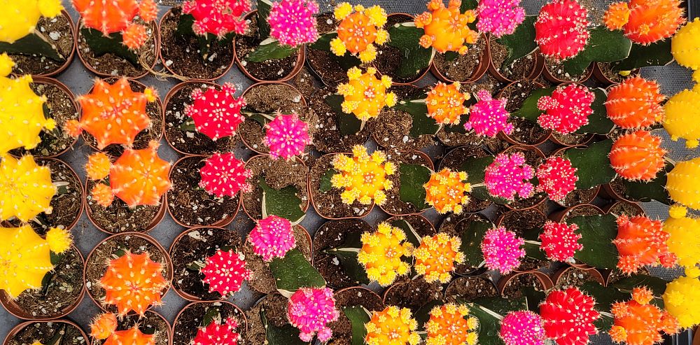 grafted-cactus-varieties