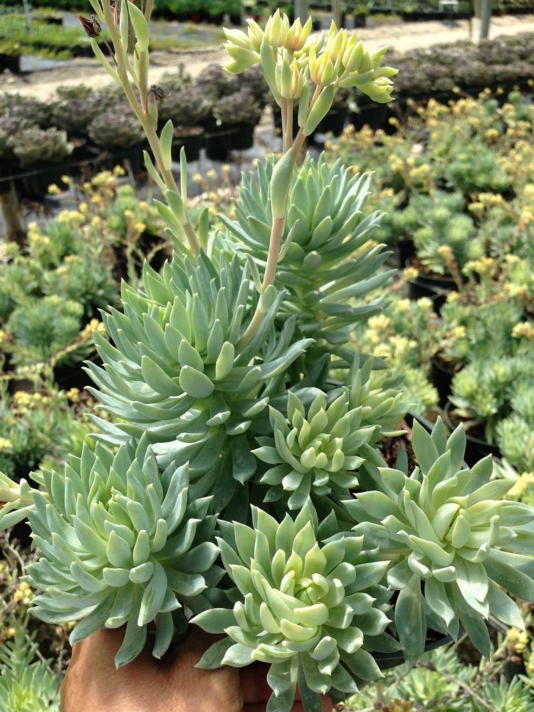graptopetalum-macdougallii