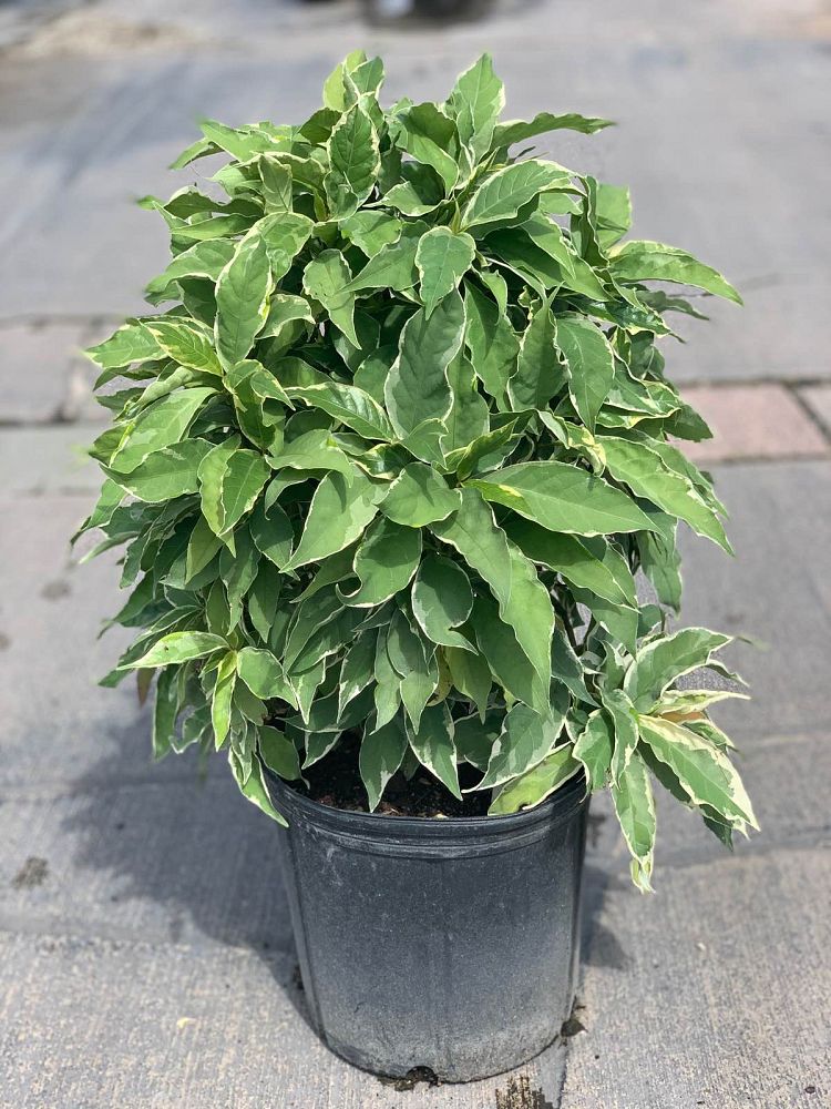 graptophyllum-pictum-albo-marginata-jamaican-croton-caricature-plant