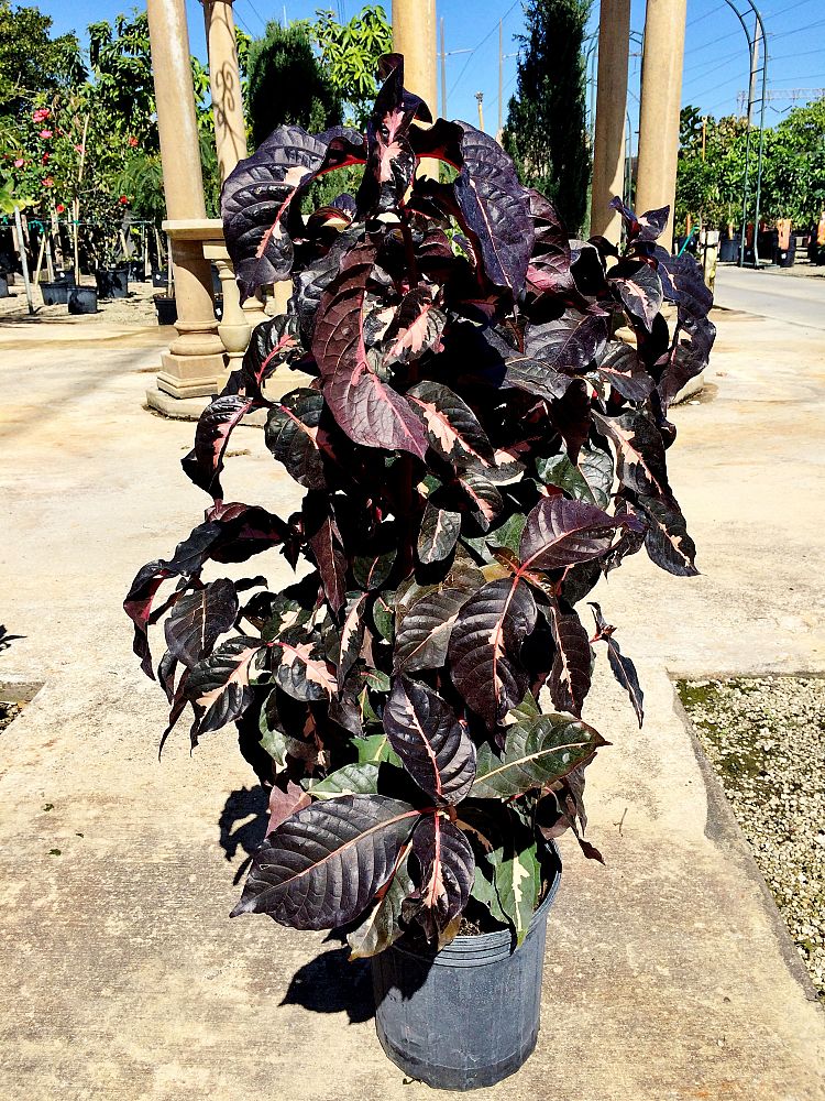 Locate & Find Wholesale Plants