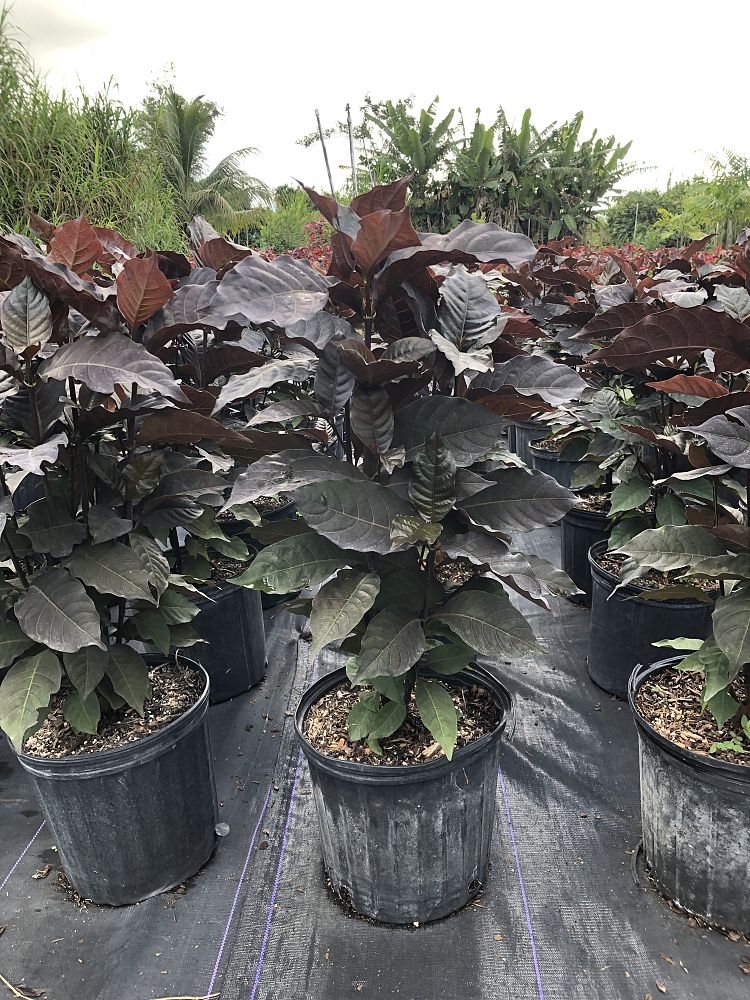 graptophyllum-pictum-chocolate-queen-jamaican-croton-caricature-plant
