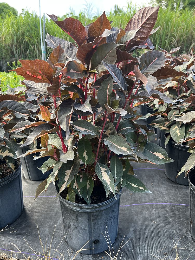 graptophyllum-pictum-chocolate-queen-jamaican-croton-caricature-plant