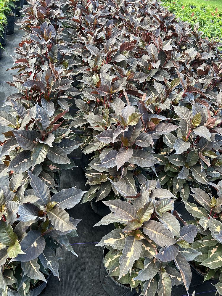 graptophyllum-pictum-chocolate-queen-jamaican-croton-caricature-plant