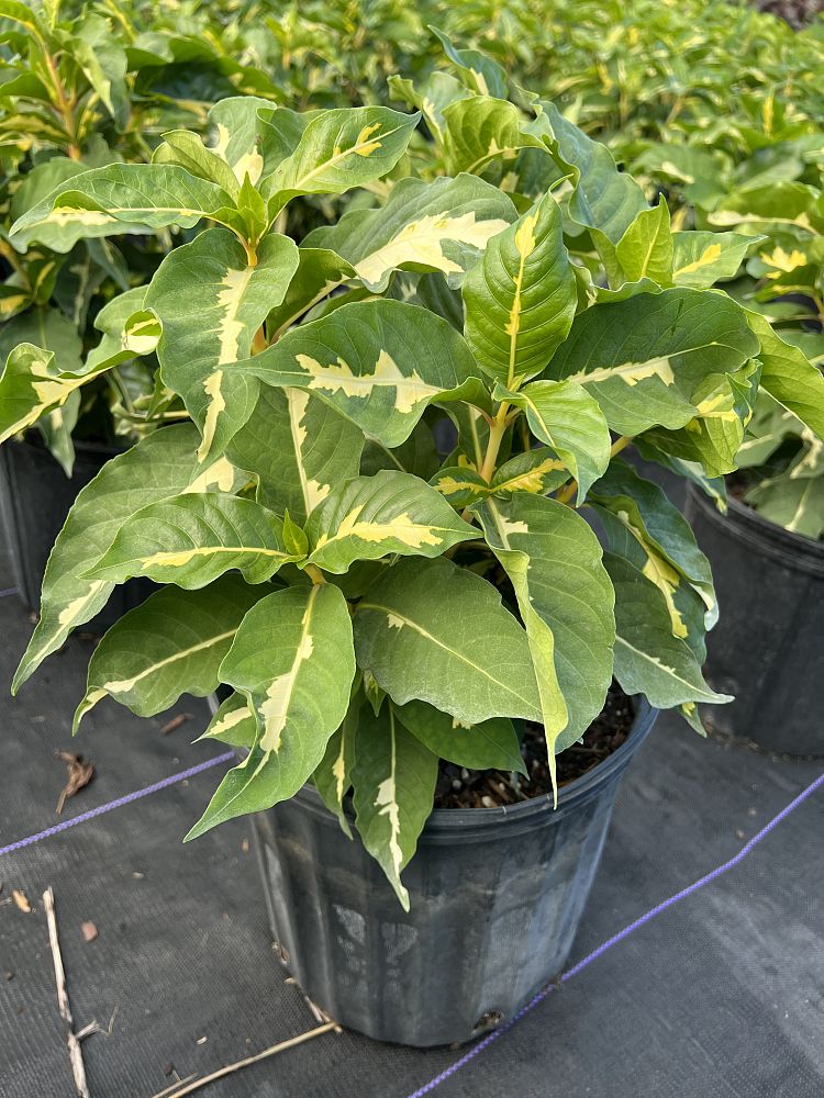 graptophyllum-pictum-chocolate-queen-jamaican-croton-caricature-plant