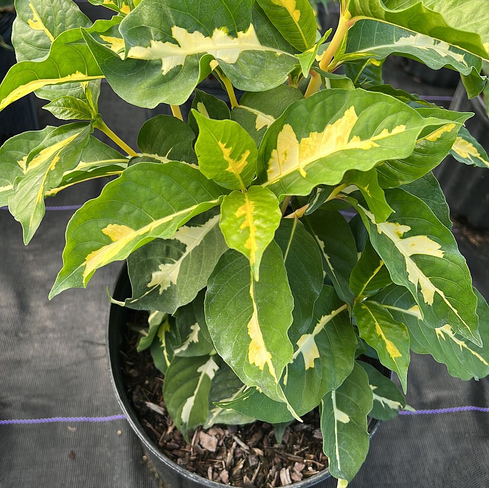 graptophyllum-pictum-chocolate-queen-jamaican-croton-caricature-plant