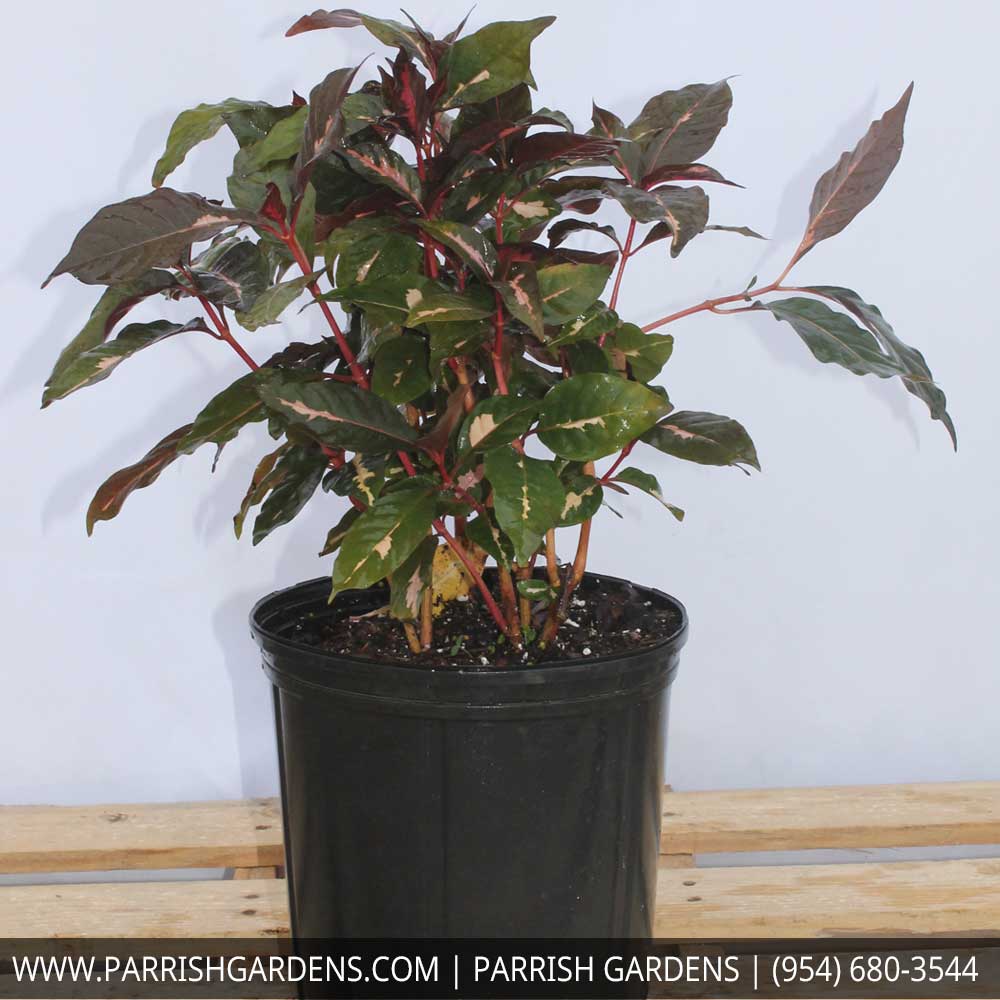graptophyllum-pictum-jamaican-croton-caricature-plant
