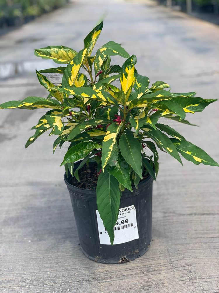 graptophyllum-pictum-jamaican-croton-caricature-plant